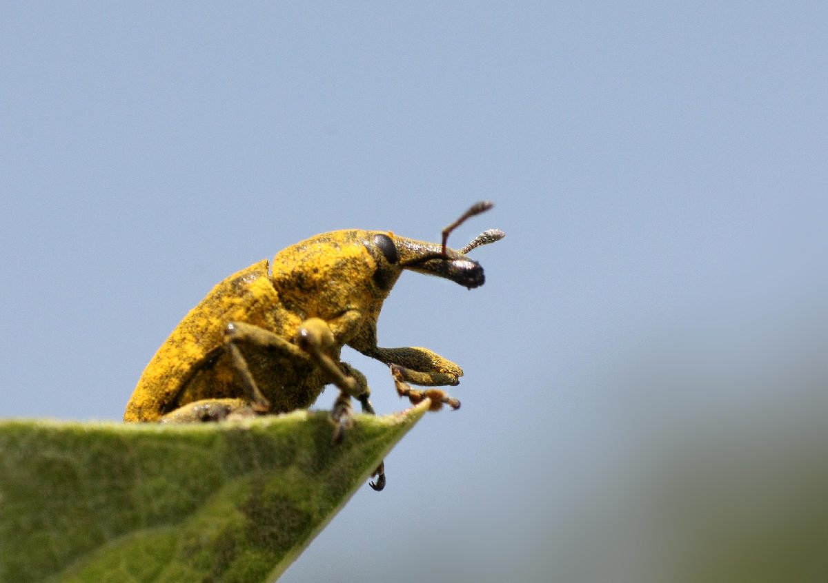 Larinus scolymi